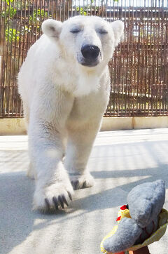 自転車で巡る松山2025(7)3時間待った、しろくまピースの水浴び