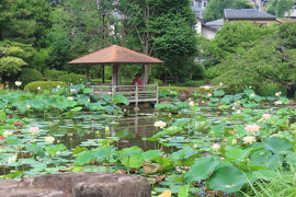 馬場花木園散歩　７月の花（３９種）２０２５年