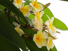 ２０２５年１月　バリ島プルメリア鑑賞ツアー　その１