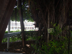 大榕は私を見ている