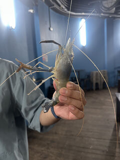 10歳子連れバリ＆シンガポール7泊9日【8】復路シンガポール編/ハウパーヴィラとエビ釣り＠ブギス