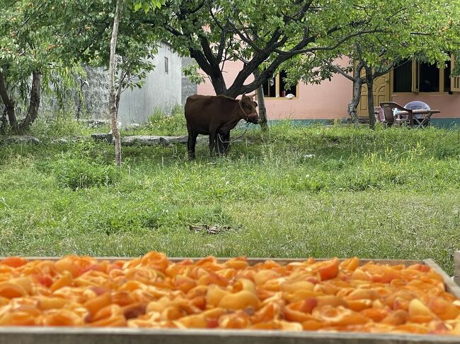 ひとたびはポプラと共に(^^)道路封鎖でイスラマバードへ帰れない？