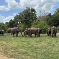 個人旅行で行くスリランカ周遊②シギリアロックとサファリツアーめっちゃ大変だった！