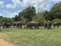個人旅行で行くスリランカ周遊②シギリアロックとサファリツアーめっちゃ大変だった！