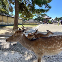 久々の奈良と初めての吉野１・宿大賞１位ホテルの実力は？