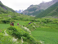 インド　ヒマーチャル・プラデシュ州の寺院と高山植物を巡る山岳ドライブ　（９）　スーラル谷