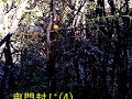 鬼門封じめぐり４：城南宮／世界遺産　東大寺で葉桜花見　＜古都＞