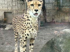 暑い中、多摩動物公園に行きました。