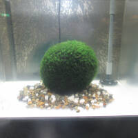 足まめ父母娘の北海道稚内・釧路3泊4日　後半の釧路