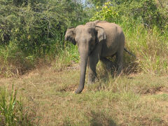ゾウは居たけど遭遇確率90％のクジラは10％に当りました