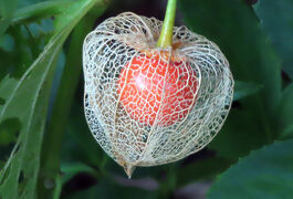 馬場花木園散歩　８月の花（２３種）２０２５年