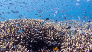 バリ島、静かな田舎の方の旅④　アメッド・ダイビング3－4日目。