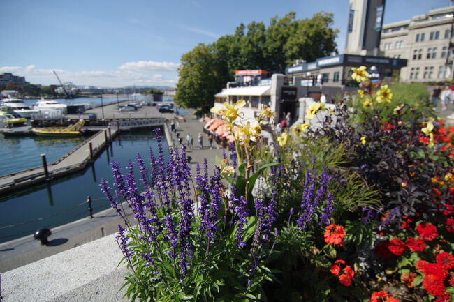 まだ残暑の残る今年のシルバーウィークの狭間に涼しさを求めて西カナダのブリティッシュコロンビア州（BC州）に行ってきました。<br /><br />初めて利用のジップエアで成田からバンクーバーまでの直行便を利用、バンクーバー空港からはスカイトレイン、路線バスと、BCFerries（フェリー）などを乗り継いで一泊二日の旅でした。<br /><br />ヴィクトリアはカナダ西岸に位置するブリティッシュコロンビア州の州都であり、「花の都」とも呼ばれる自然の美しい街です。<br />州議事堂やビーコンヒル公園などの観光地もあり、地理的にも歴史的に華僑をはじめ移民の多い街で、カナダ最古の中華街もあります。<br /><br />バンクーバーに移動してからは、ちょうど北米で公開が始まってほどなくの時期でもあったので、「鬼滅の刃無限城編第一章」も見たり。。。<br /><br />メインはやはりバンクーバーでしたが、その前に十分ヴィクトリアの街を満喫できました。