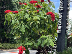 今年２度目の豪州はケアンズへ: 3日目は植物園とリバークルーズ