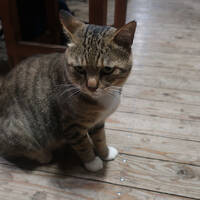 鹿児島・妙見温泉でネコさんとのんびり