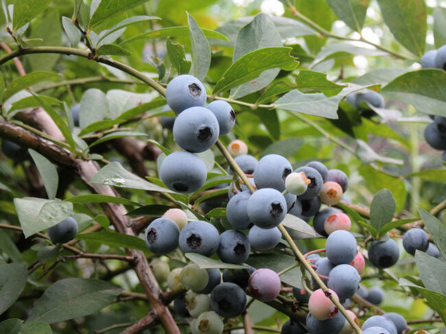 「ブルーベリーファーム田中」にてブルーベリー狩りを体験しました。<br /><br />「ブルーベリーファーム田中」は東京の府中市にありながら本格的な食べ放題のブルーベリー狩りを楽しめます。<br /><br />我家の恒例行事としており「4トラ」を始める以前（2009年）からコロナ禍を除き欠かさず行っていましたが、4トラにアップするのは狩るのに夢中で写真等が少なく、2014年以来のアップとなります。<br /><br />今年も写真は少ないですが備忘録的な意味合いと、ここのブルーベリーは本当美味しく、且つリーズナブルなので、是非紹介したくて10年ぶりにアップします。<br /><br />2025年の多摩地区は猛暑に加え降雨が非常に少なく、ご主人曰く不作との事でしたが、それでも大変美味なブルーベリーを頂く事が出来ました。<br /><br />※つたない文章＆写真ではありますが、是非最後までお付き合いください