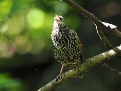 ＮＹ探鳥（ハチドリ）の旅　⑧　アップステートへ小旅行　９日・ロックフェラー自然保護区　１１日・Mitsuwa