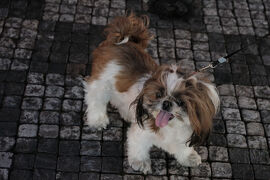 プラハも三度目なら8