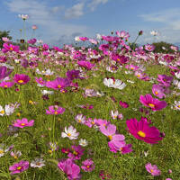 2025年10月5日～村山バラ園～寒河江秋桜～山形市は秋に楽しみな紅葉の名所へ　リッチモンドH山形泊