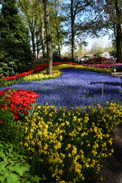 75。*:.。オランダ，チェコ，フランス34日間の旅　☆★キューケンホフ公園-23☆.。.:*