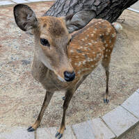 2025年10月　関西旅行二泊三日①♪奈良公園♪東大寺♪京都宇治♪平等院鳳凰堂♪OMO関西空港