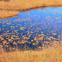 紅葉のアヤメ平＆尾瀬ヶ原・後編　～オレンジに輝く尾瀬ケ原