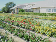 ２０２５年１０月　山口県・山陽小野田市　花の海で花を見る。貝汁のみちしおで入浴と食事
