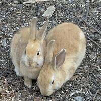 しまなみ海道を2泊3日でドライブする②～今治から児島、そして大久野島～