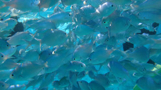 25年9月久米島その３久米島編＠サイプレスリゾート久米島
