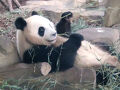 望蜀西安成都旅9:成都パンダ&#32363;殖研究基地（実地訪問編）