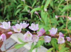 馬場花木園散歩　９月の花（２６種）２０２５年