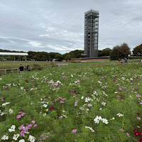 秋の浜名湖を巡る旅（２）　～浜名湖ガーデンパーク、浜松城～