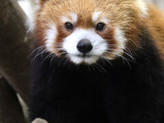 ７日６泊５園のレッサーパンダ・ドライブ遠征は友人と２人旅（９）那須どうぶつ王国ハイライト～ハロウィーン色の園内と久しぶりのザ・キャッツ観覧等