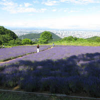 両親を北海道へ連行する旅　2日目(2025.7.10)
