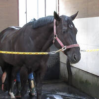 両親を北海道へ連行する旅　3日目(2025.7.11)