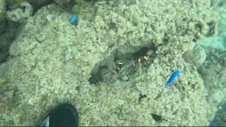 【7・8日目】2025年10月西表島と石垣島【親子旅】フサキ海プール・帰宅編