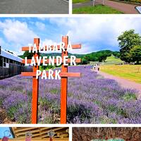 夏・ラベンダーと世界遺産☆☆☆