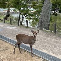 2025秋　ゆるゆる一人旅in奈良