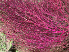 国営ひたち海浜公園