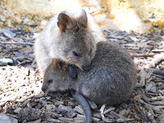 今年2度目の豪州はパースへ 2025年10月〈3日目 ロットネスト島〉