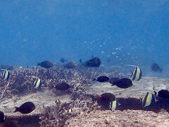 【タイさんの宜野湾の日々】宜野湾市36日目。パルコシティー前でシュノーケリング