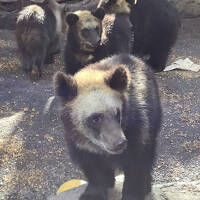 アイヌの歴史と登別の可愛い子熊を見に