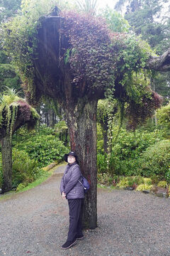 HISアラスカ グレーシャーベイ氷河クルーズ9日間（3）初寄港地のジュノーでエクスカーションのグレッシャーガーデンを訪ねる。