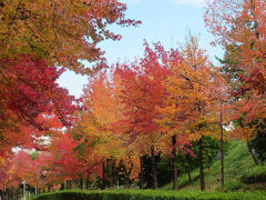  団塊夫婦の日本紅葉巡りの旅・2025ー多摩ニュータウンの紅葉スポット巡り