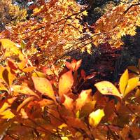 雲場池からの紅葉のピークの軽井沢を楽しむ。