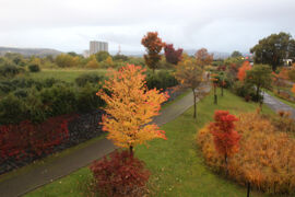 旭川　駅裏で紅葉鑑賞