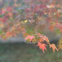 2025秋　奈良さんぽ～奈良ホテルでランチ～