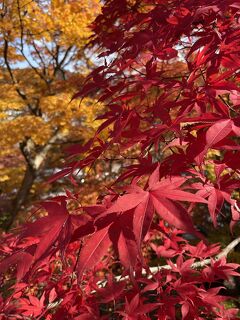 202511 永源寺のもみじとりんごと新そば