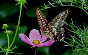 馬場花木園散歩　１０月の花（３５種）２０２５年