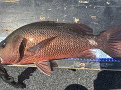  2025年9月～11月　バラマンディフィッシング　Day10 ジャックデー